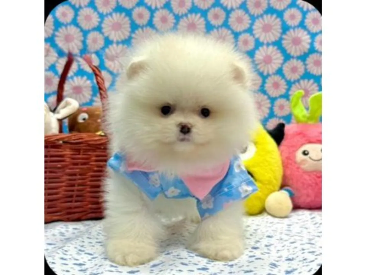 Белый померанский шпиц, выращенный в помещении.