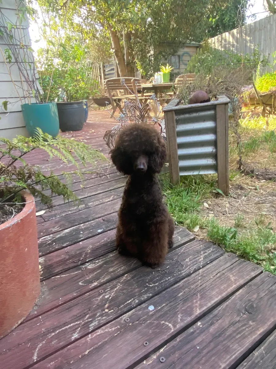 Очень умный коричневый пудель, привыкший к ежедневным прогулкам.