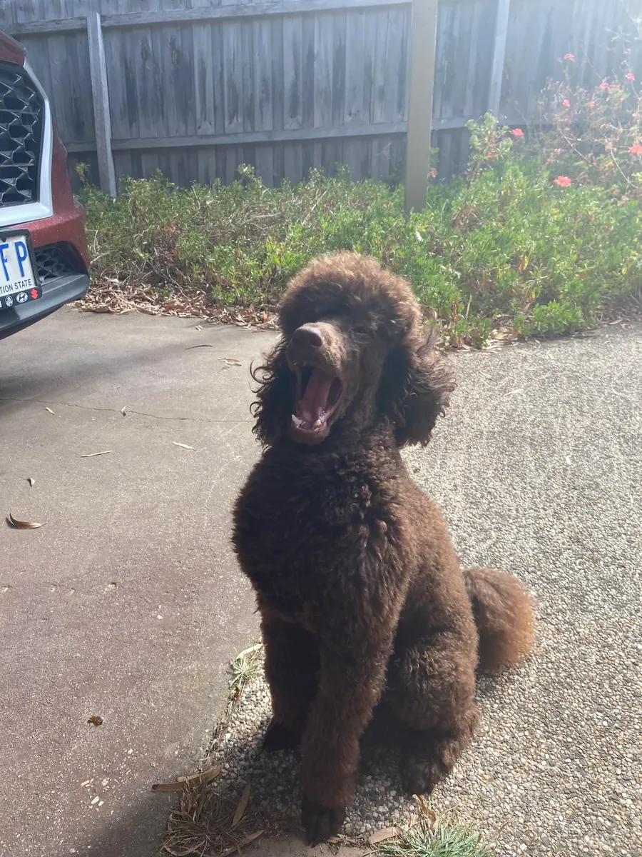 Очень умный коричневый пудель, привыкший к ежедневным прогулкам.