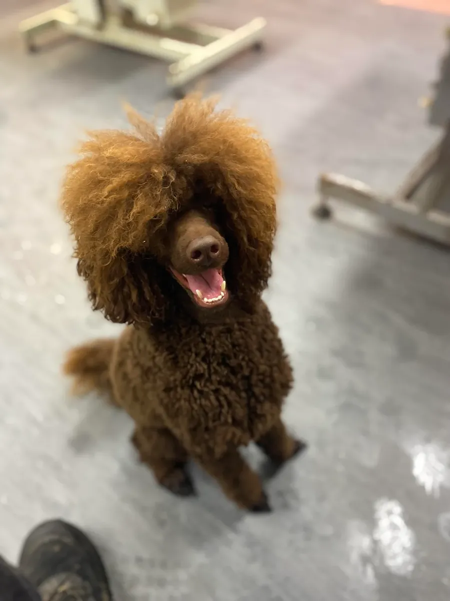 Очень умный коричневый пудель, привыкший к ежедневным прогулкам.