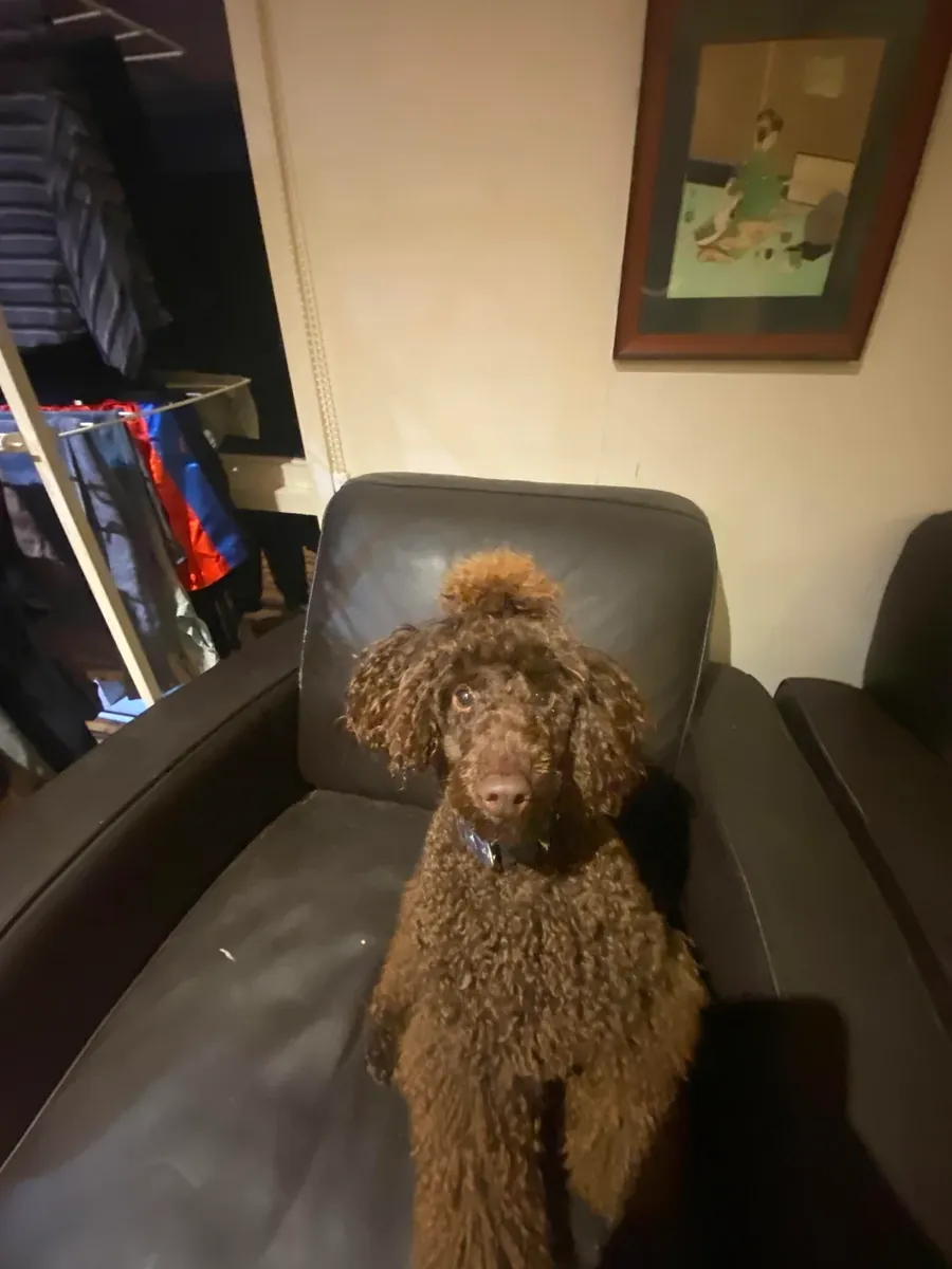 Очень умный коричневый пудель, привыкший к ежедневным прогулкам.