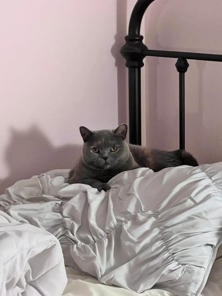 Gato British Shorthair tranquilo que disfruta las tardes en casa