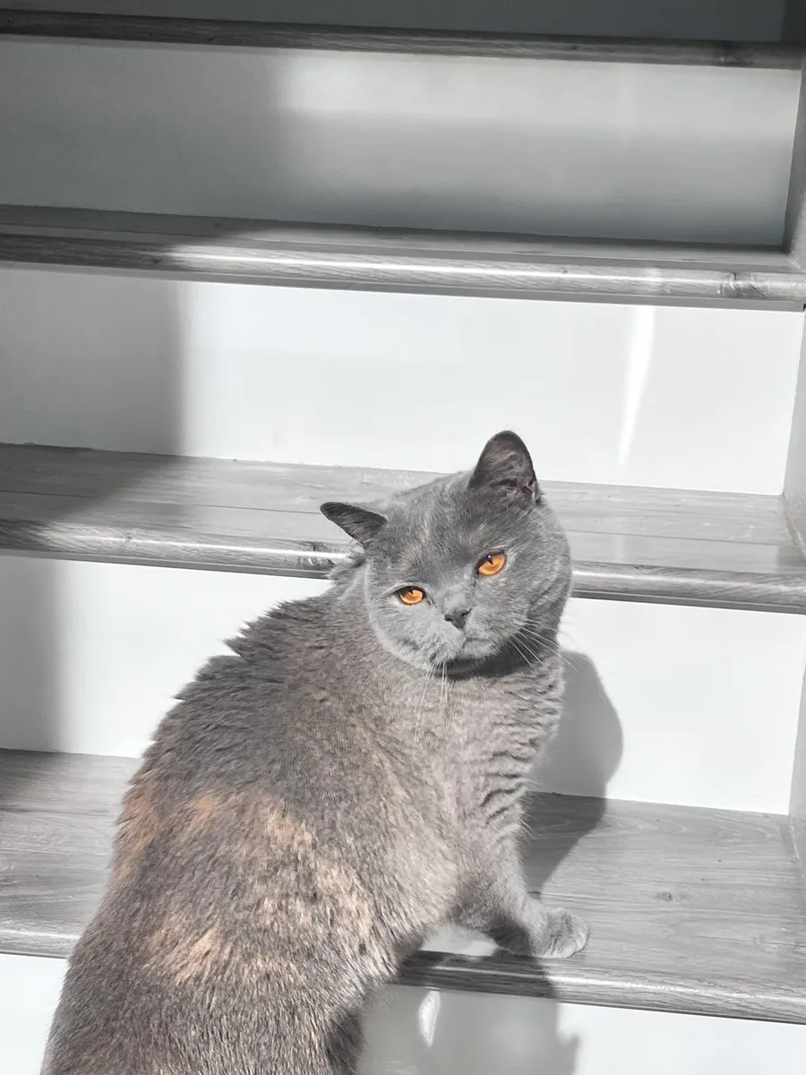 Gato British Shorthair tranquilo que disfruta las tardes en casa