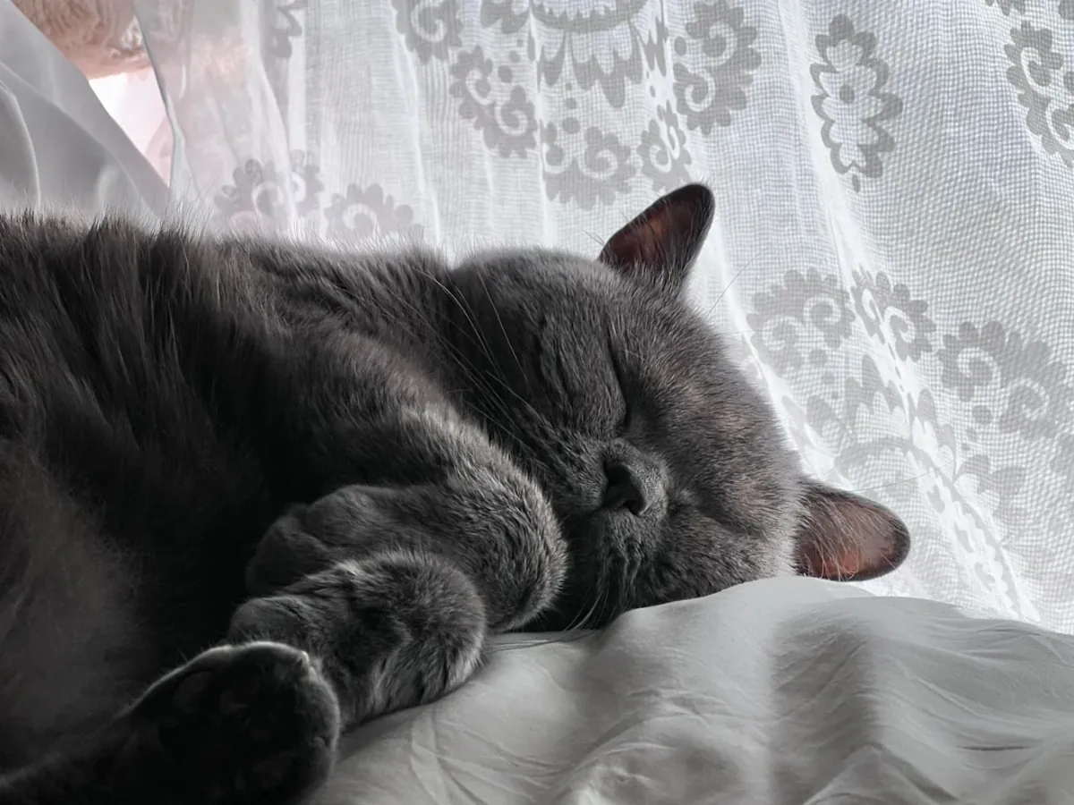 Gato British Shorthair tranquilo que disfruta las tardes en casa