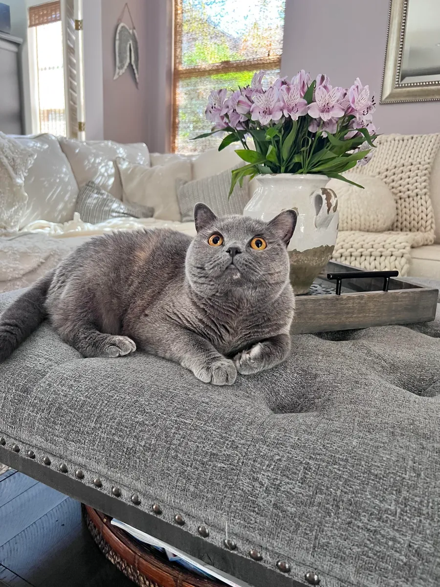 Gato British Shorthair tranquilo que disfruta las tardes en casa
