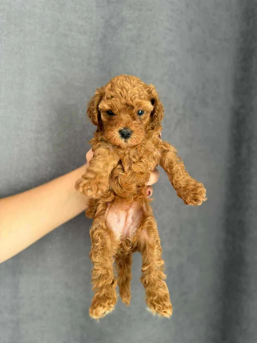 Regalo cachorros Poodle (macho y hembra)