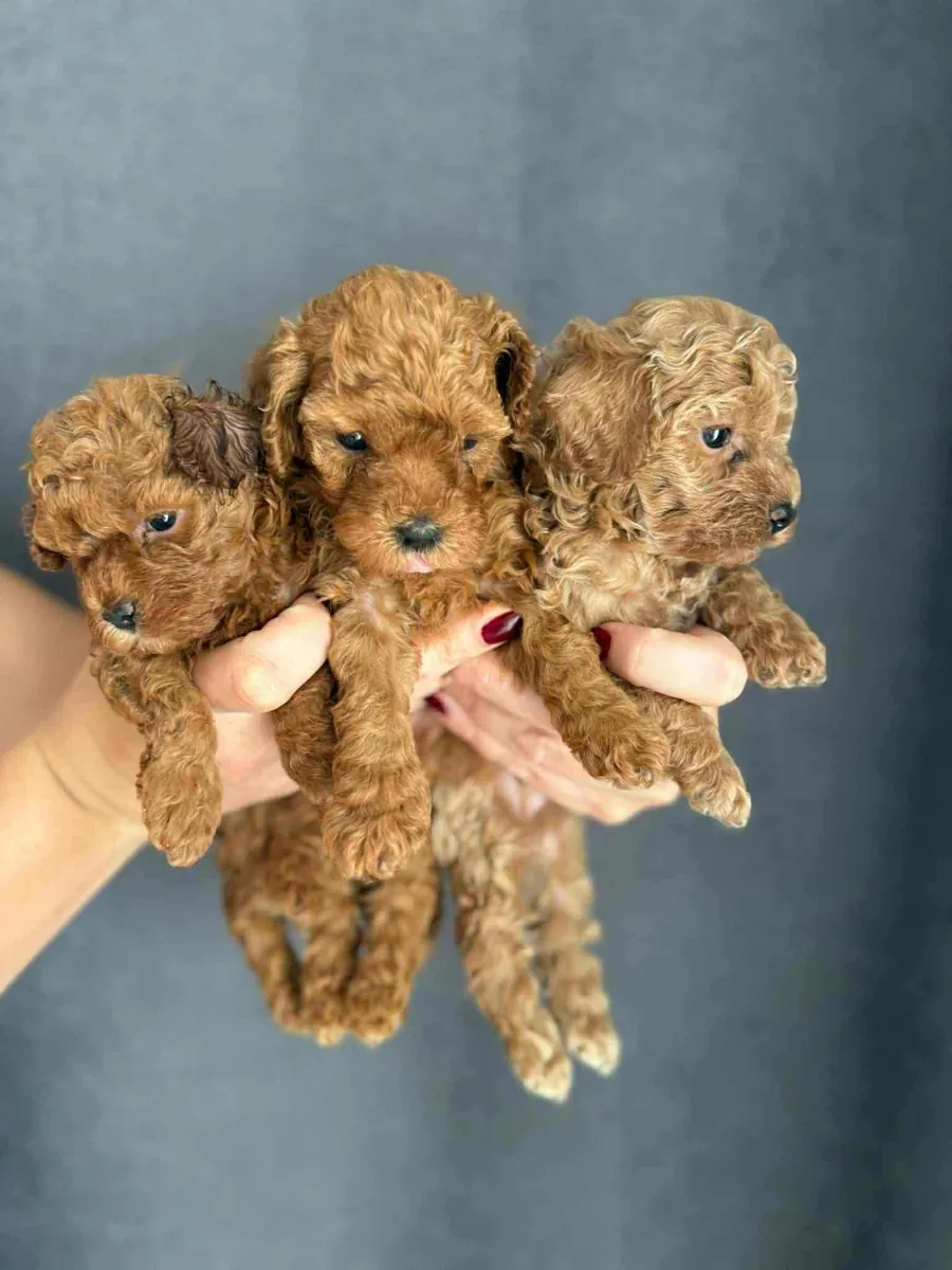 Regalo cachorros Poodle (macho y hembra)
