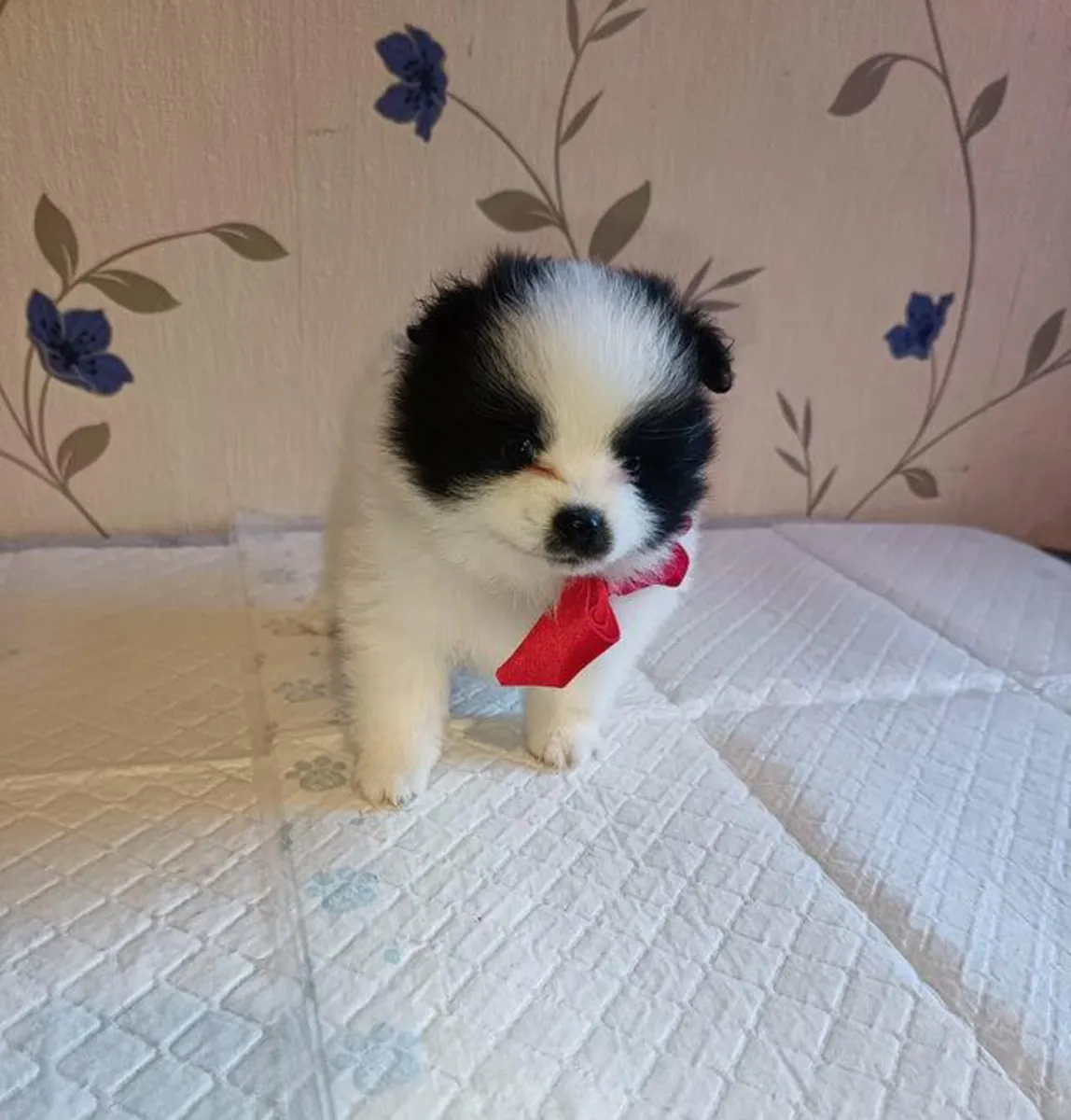 赠送博美犬幼崽（雄性和雌性）