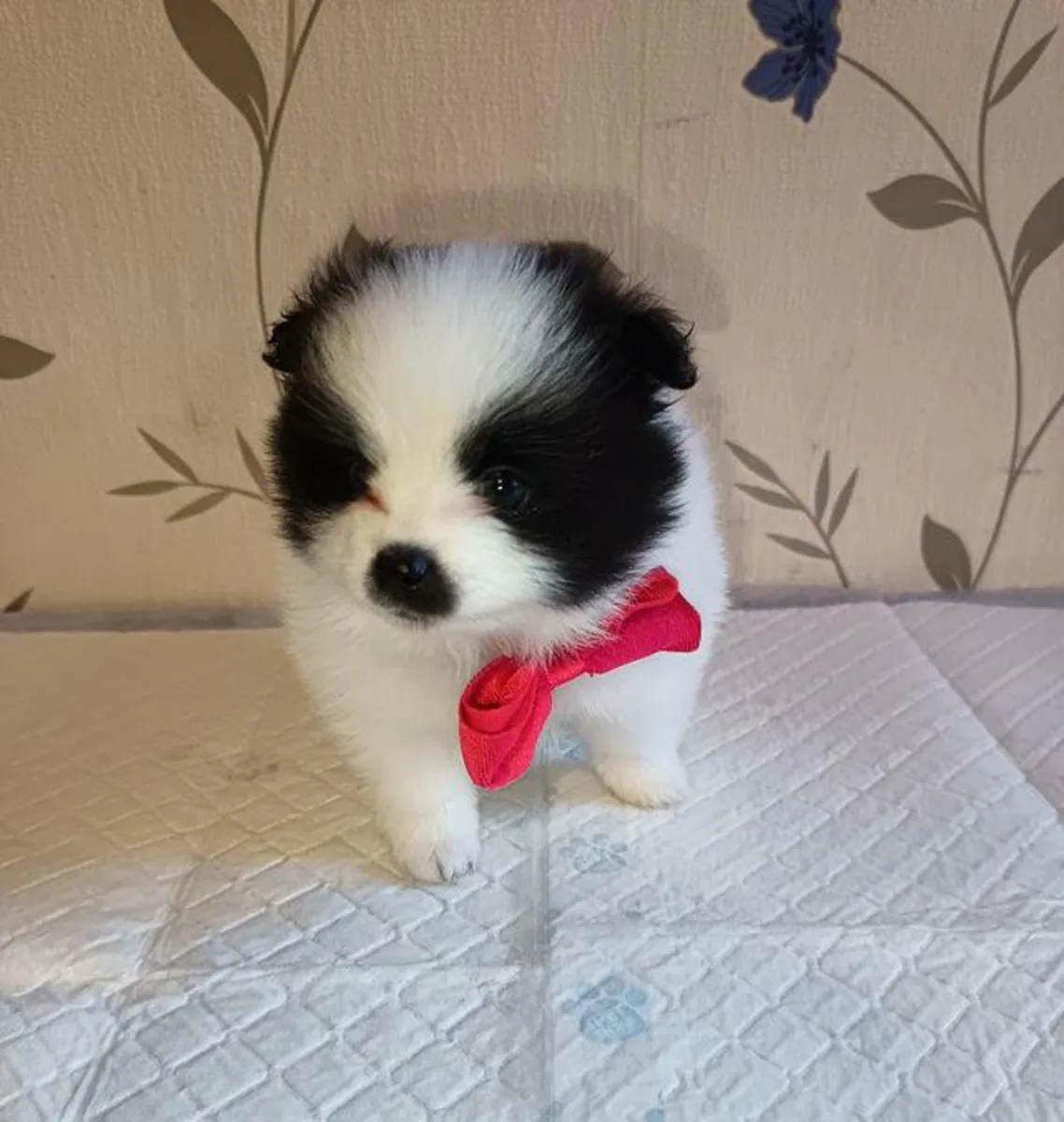 赠送博美犬幼崽（雄性和雌性）
