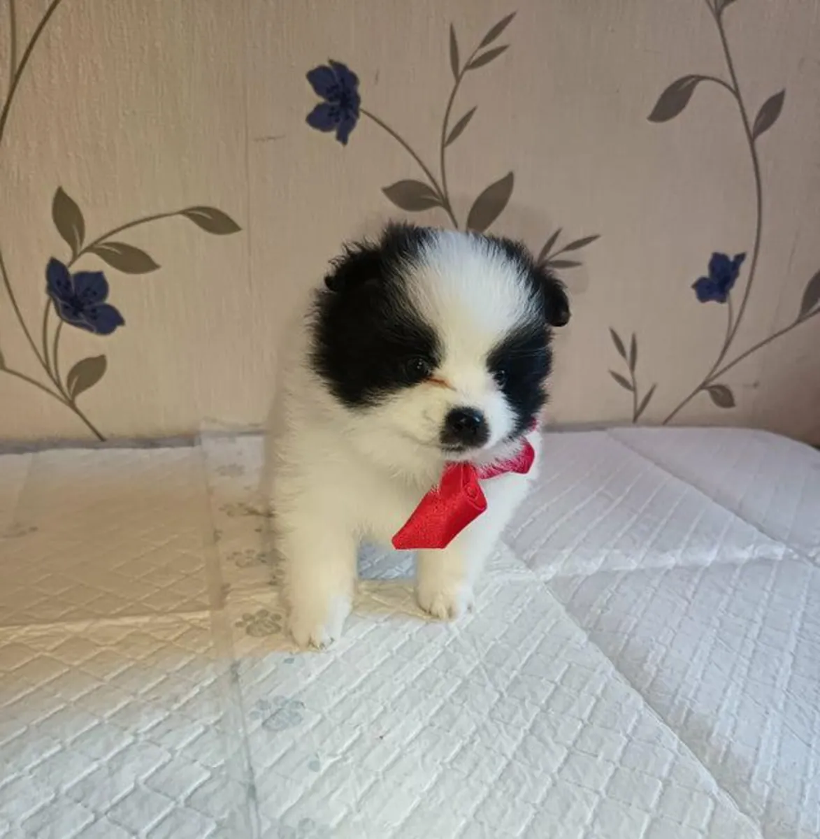 赠送博美犬幼崽（雄性和雌性）