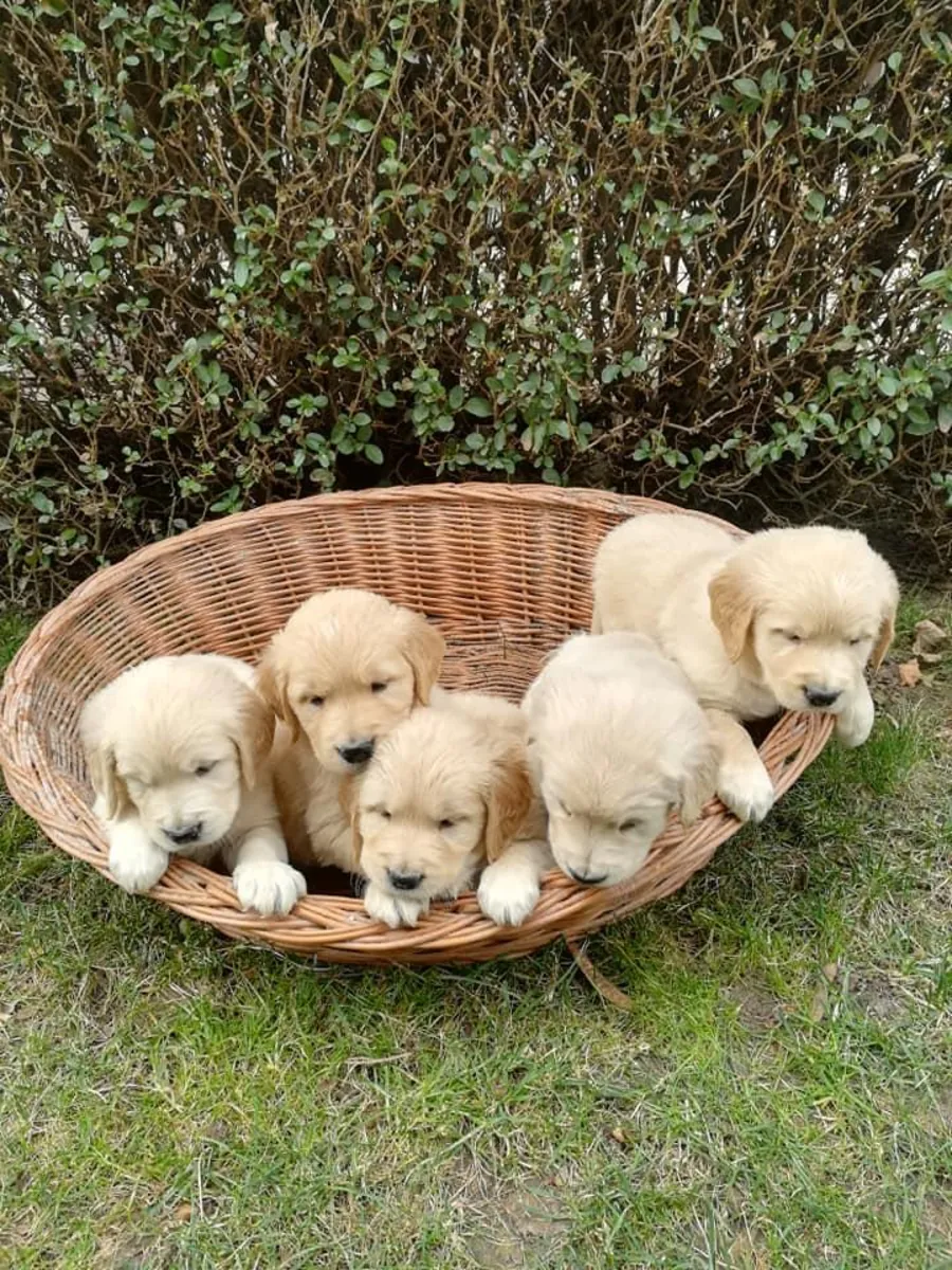 Regalo cachorros Golden Retriever (macho y hembra)