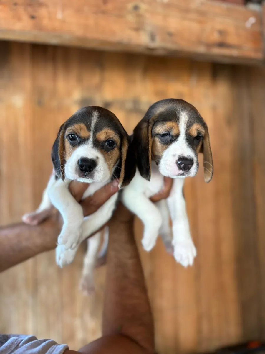 Regalo cachorros Beagle (macho y hembra)
