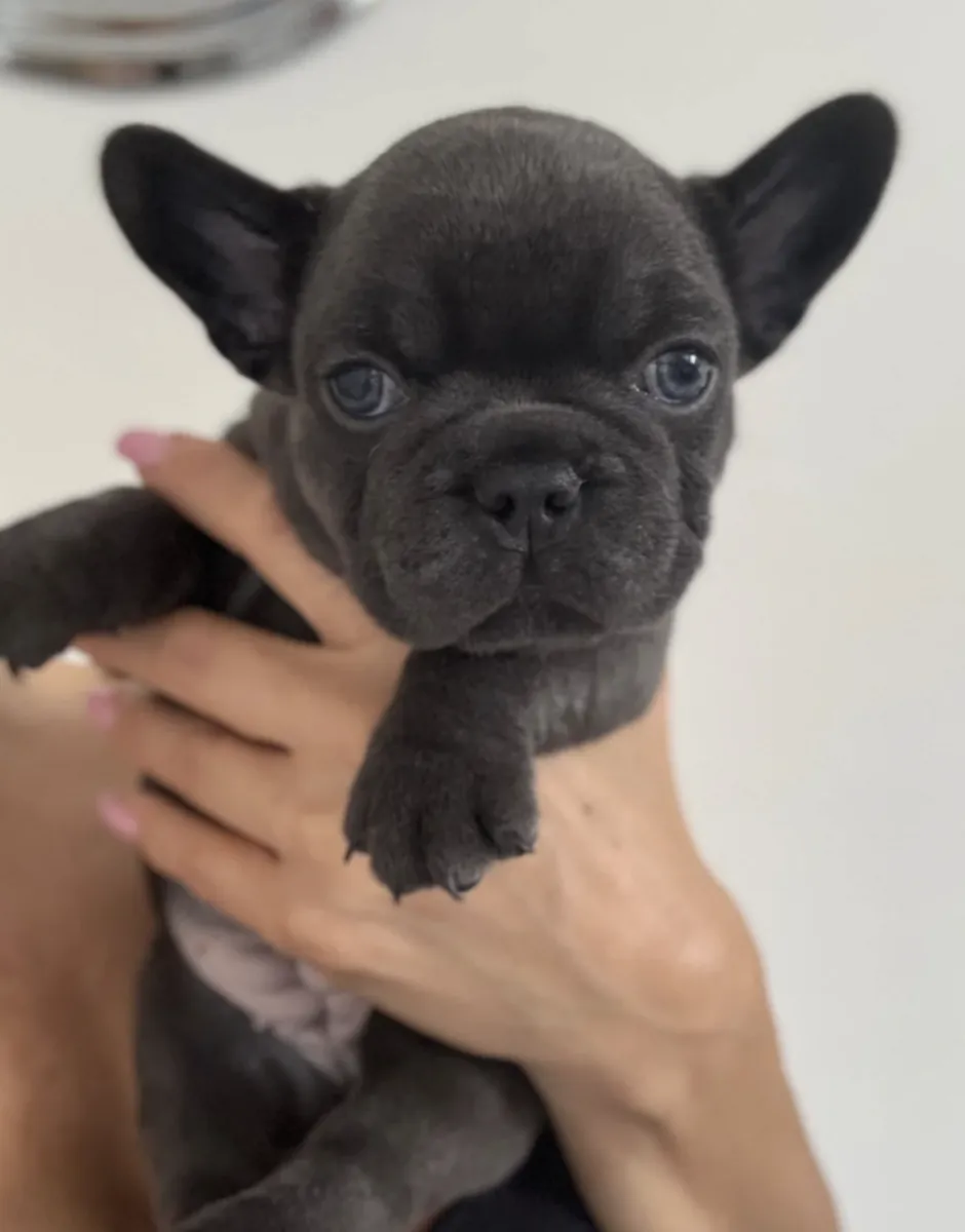 Regalo cachorros de Bulldog Francés (macho y hembra)
