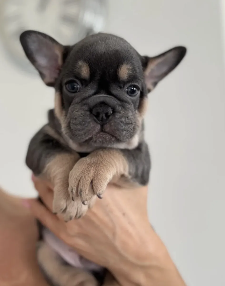 Regalo cachorros de Bulldog Francés (macho y hembra)