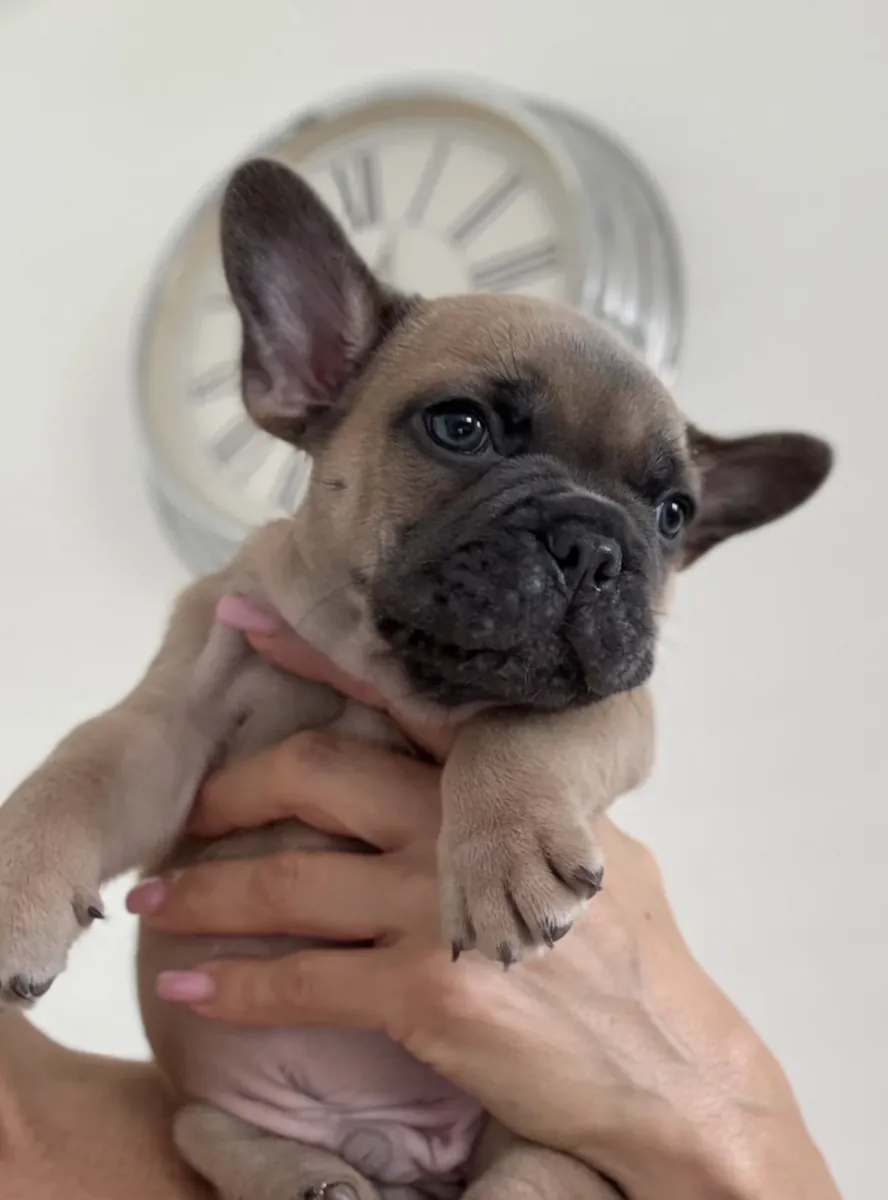 Regalo cachorros de Bulldog Francés (macho y hembra)
