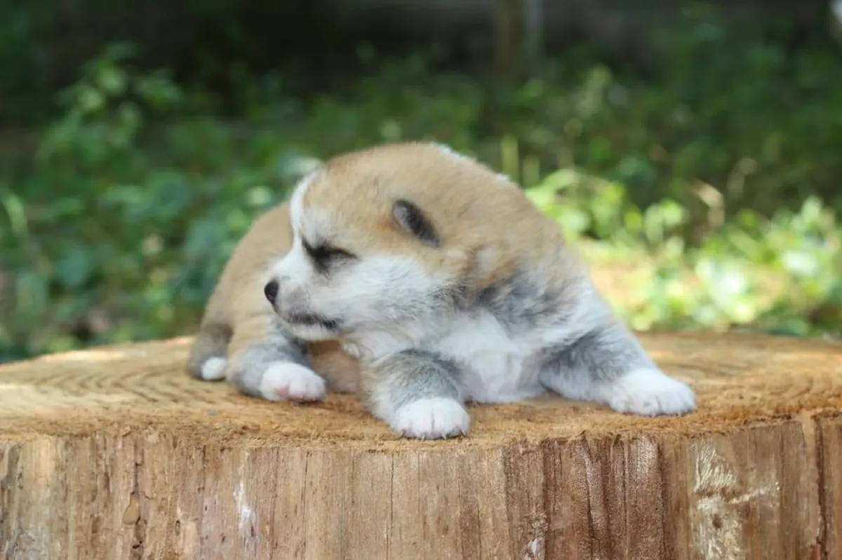 Chiots Akita à donner (mâle et femelle)