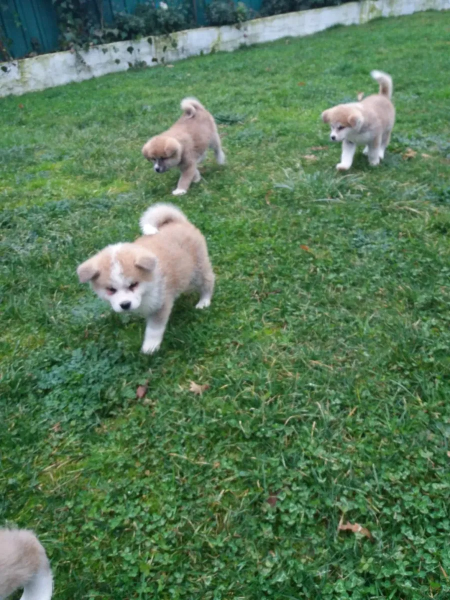 Chiots Akita à donner (mâle et femelle)