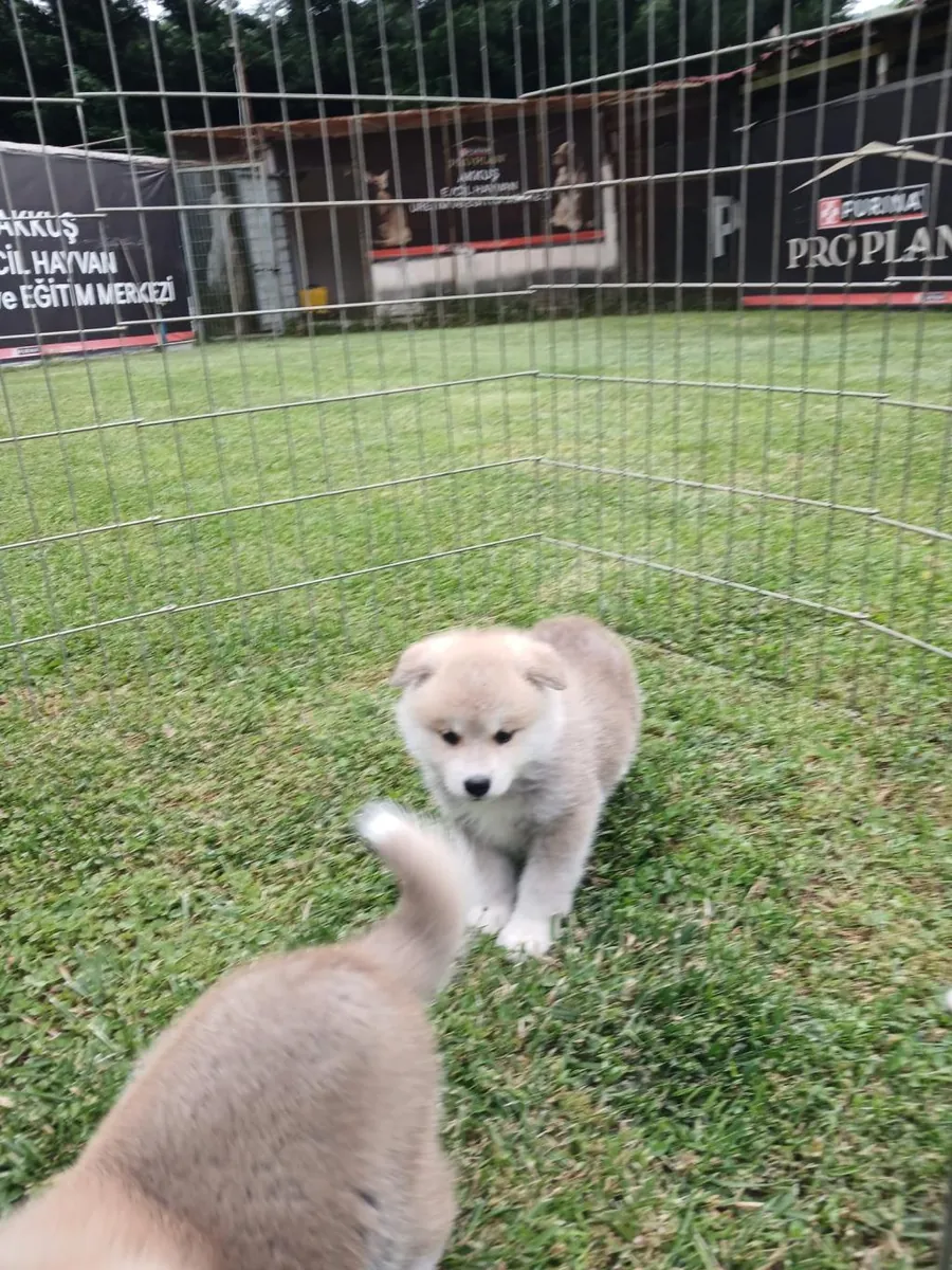 Chiots Akita à donner (mâle et femelle)