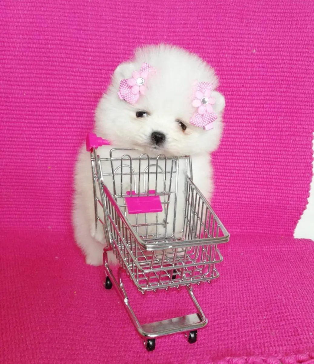 🐕 Hermosos Pomerania disponibles