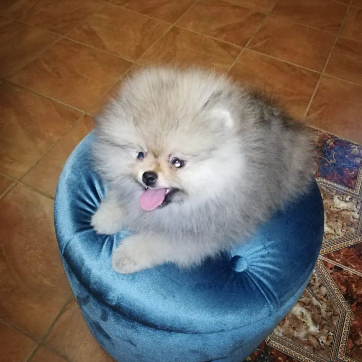 🐾 Pomerania adorables y juguetones