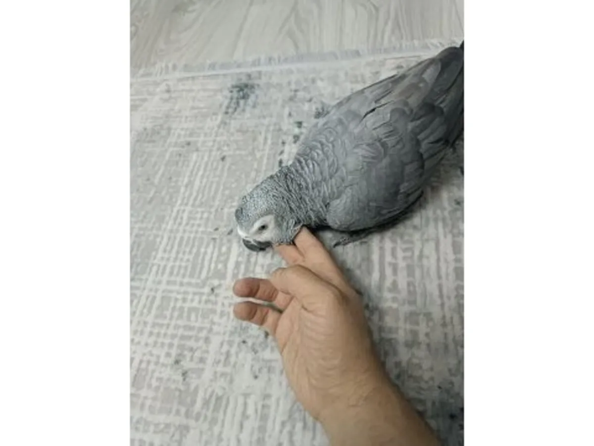 A grey parrot, accustomed to living near people, is looking for a new home.