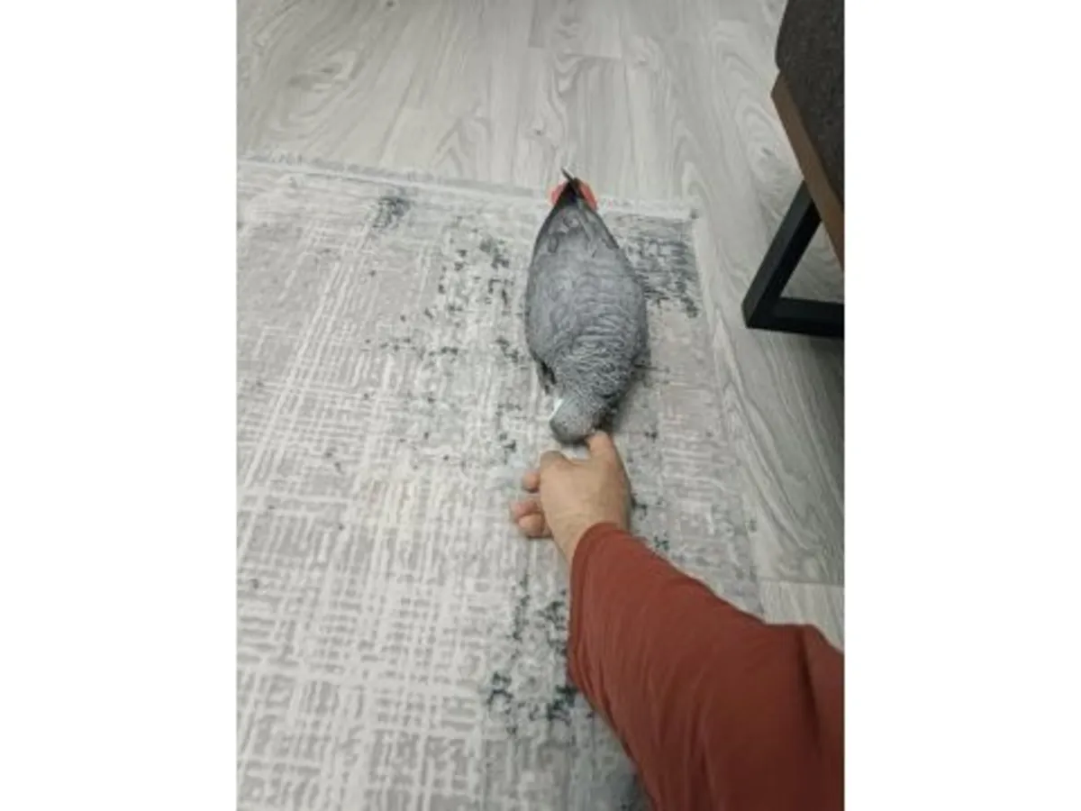 A grey parrot, accustomed to living near people, is looking for a new home.