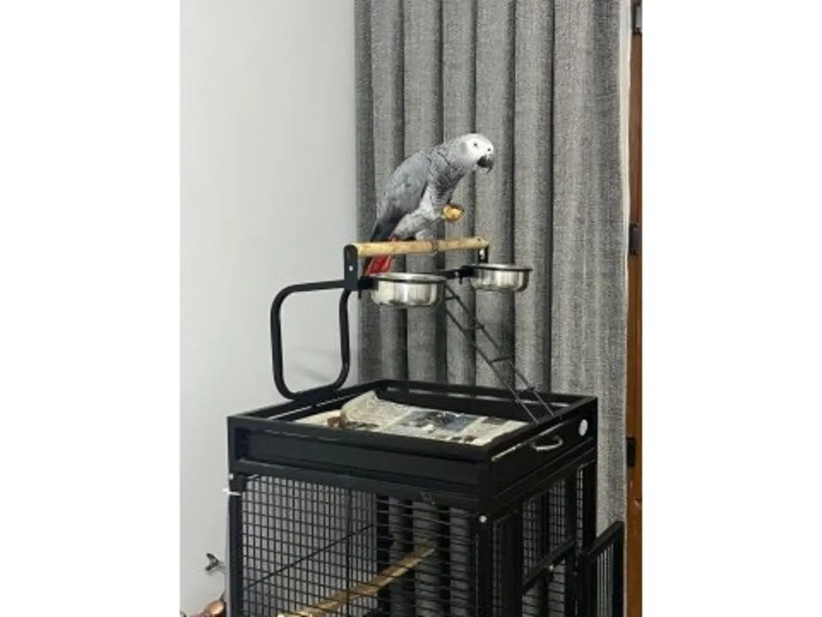 A grey parrot, accustomed to living near people, is looking for a new home.