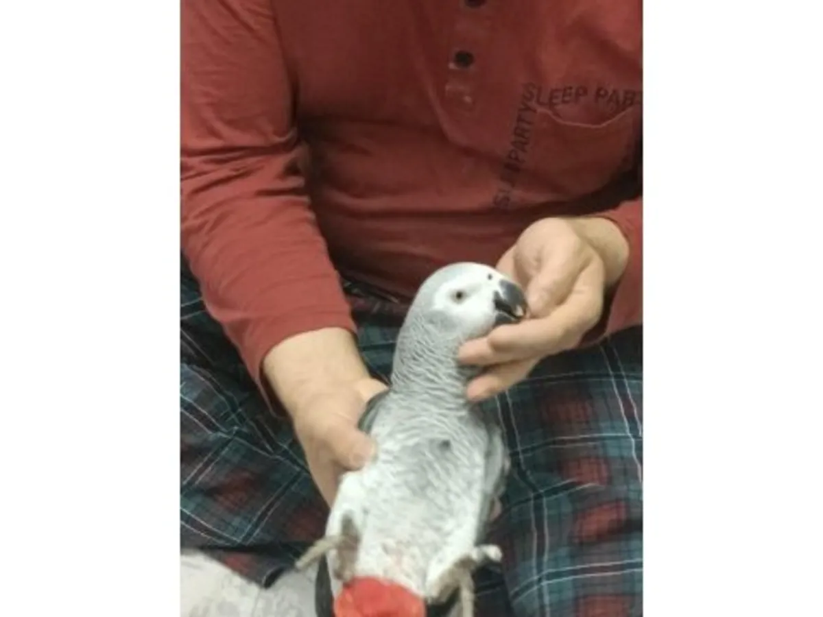 A grey parrot, accustomed to living near people, is looking for a new home.