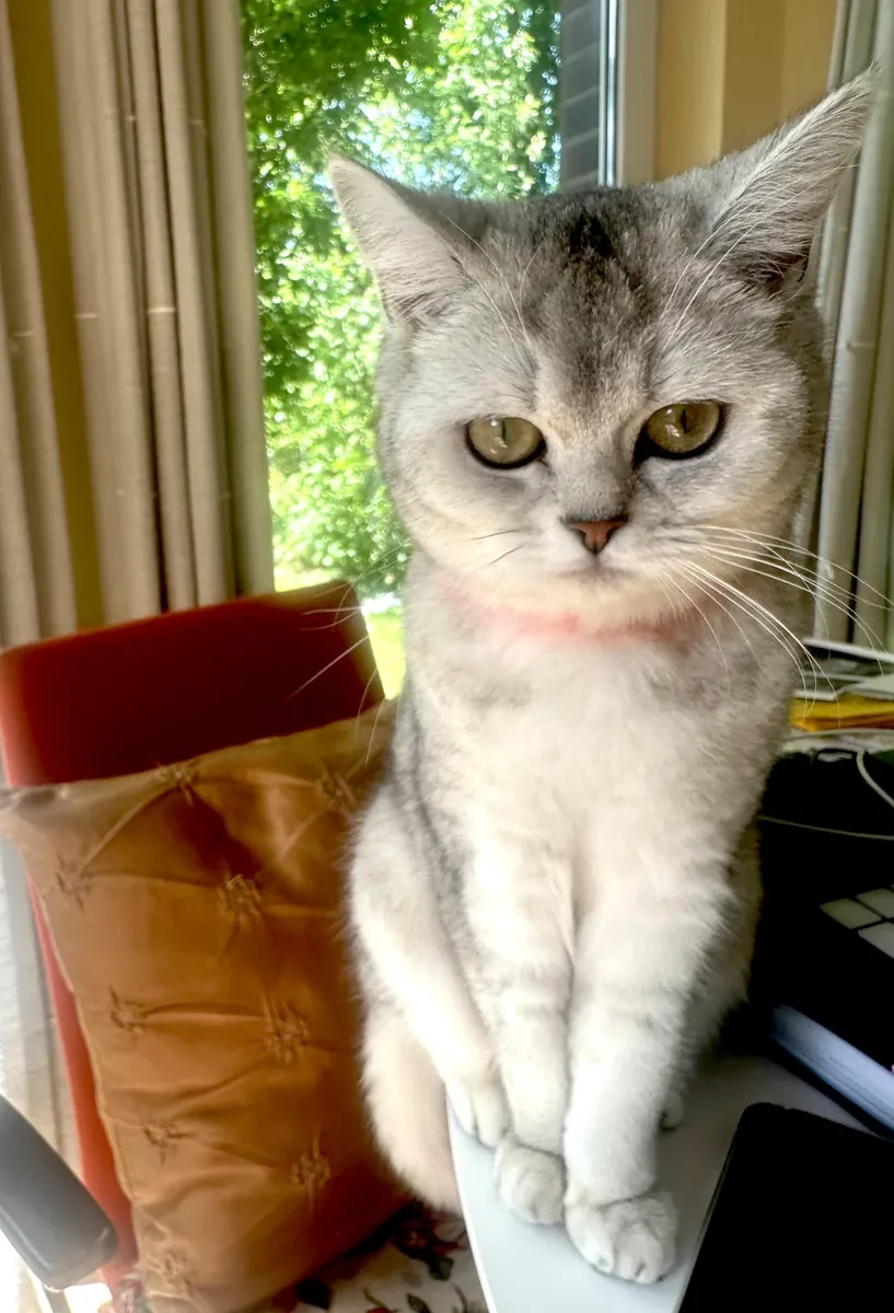 Спокойная кошка британской породы, привыкшая к тихой квартире