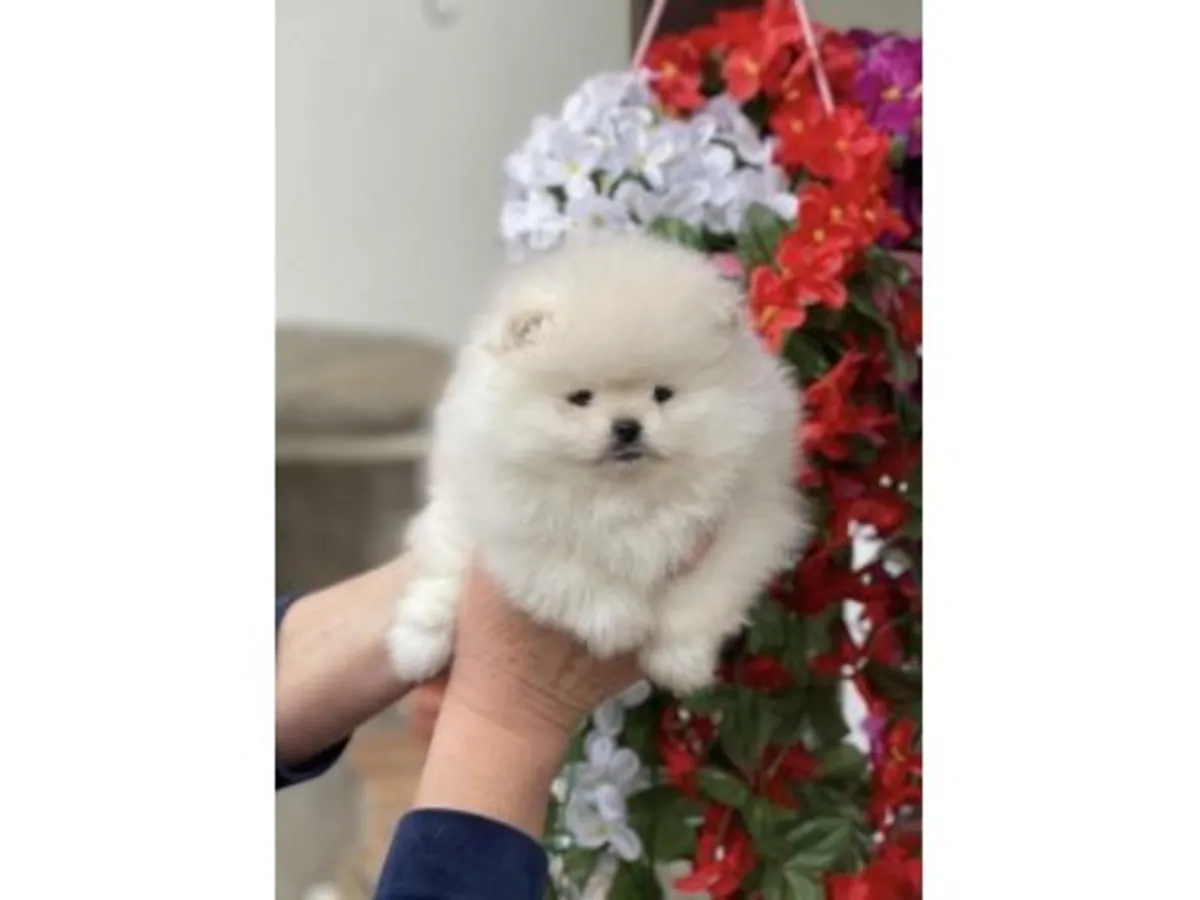 Белый щенок померанского шпица, выросший в домашней обстановке