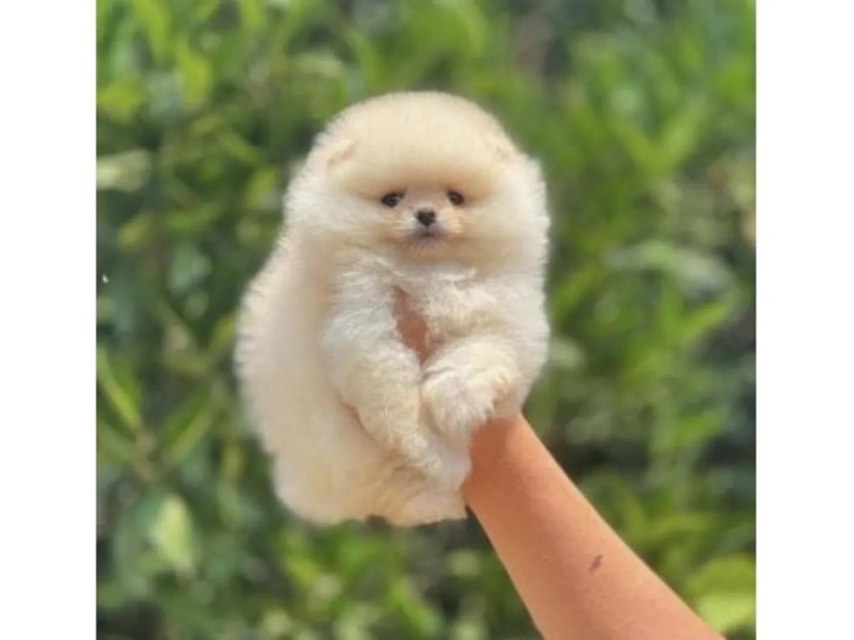 Белый щенок померанского шпица, выросший в домашней обстановке