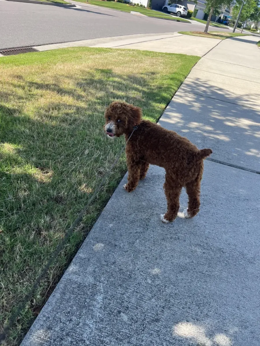 An intelligent brown poodle accustomed to daily walks