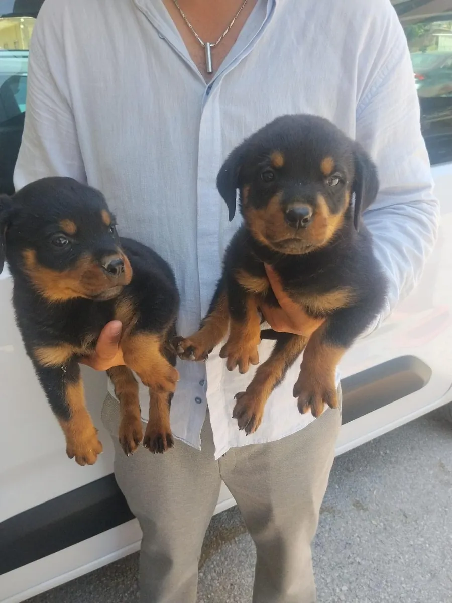 Regalo cachorros Rottweiler (macho y hembra)