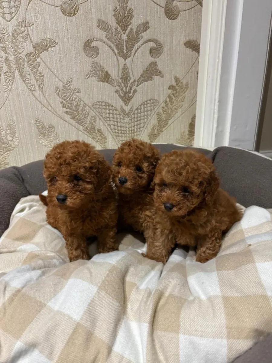 Regalo cachorros Poodle (macho y hembra)