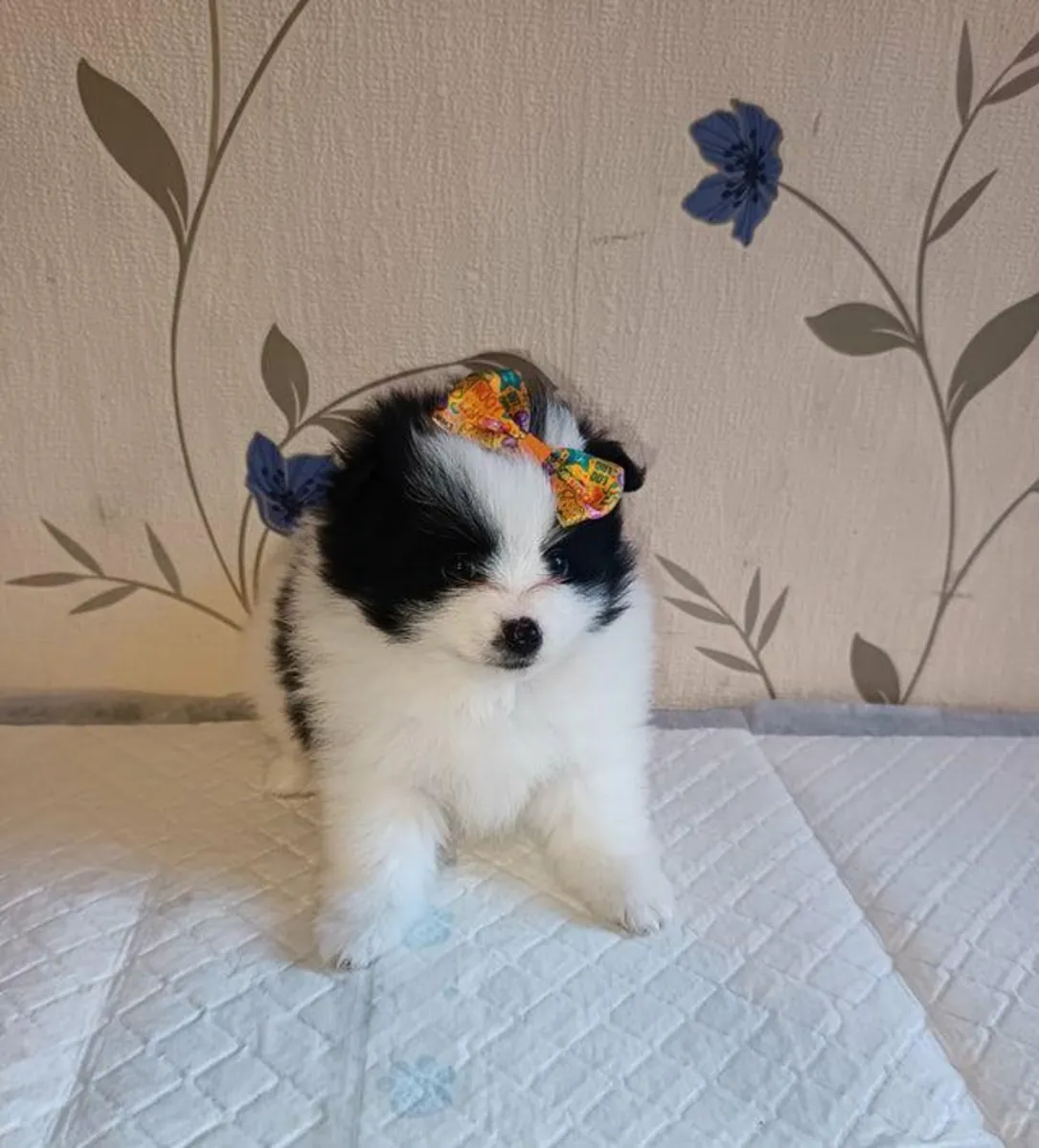 Regalo cachorros Pomerania (macho y hembra)