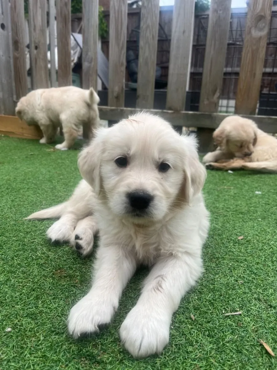 Regalo cachorros Golden Retriever (macho y hembra)