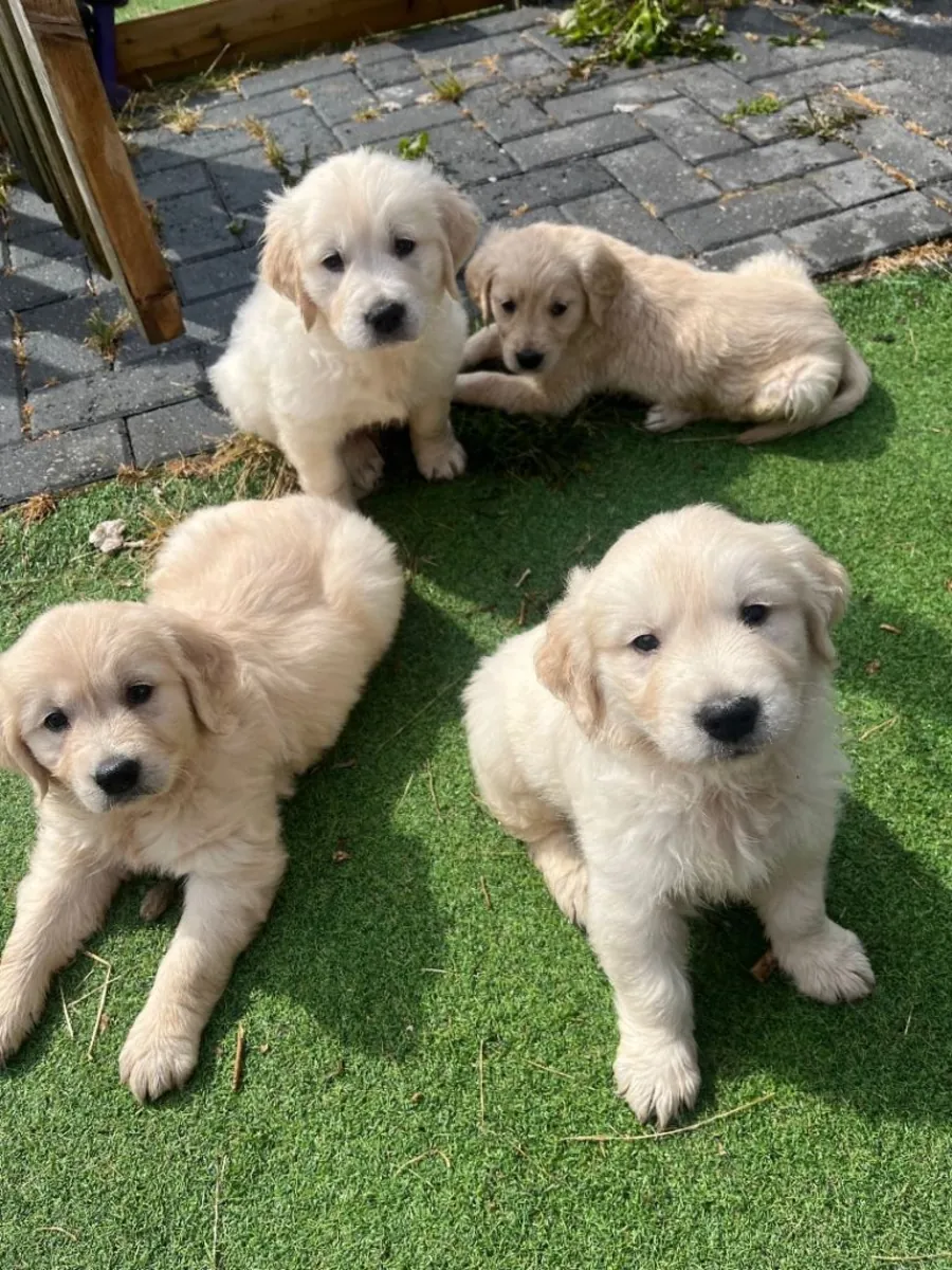 Regalo cachorros Golden Retriever (macho y hembra)