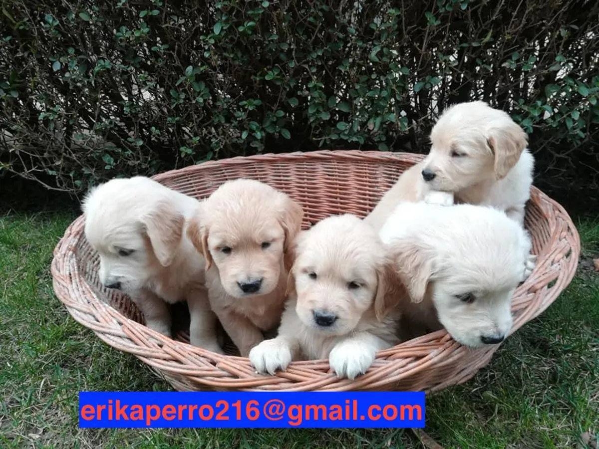 赠送金毛寻回犬幼犬（公犬和母犬）