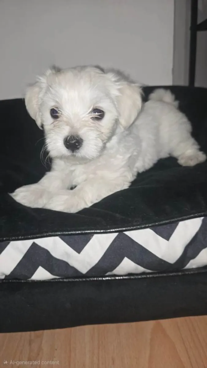 Regalo cachorros Maltés (macho y hembra)
