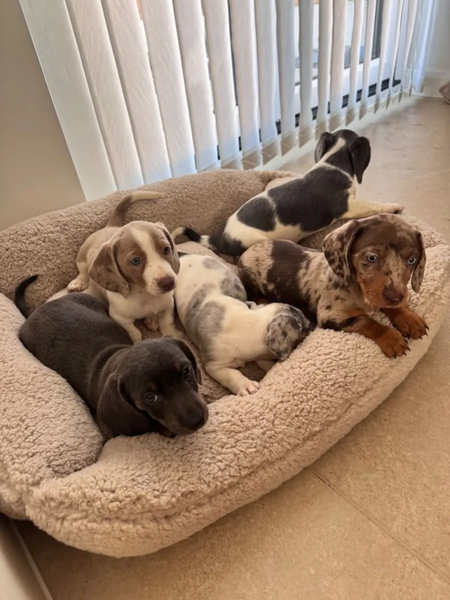 Regalo cachorros Dachshund (macho y hembra)