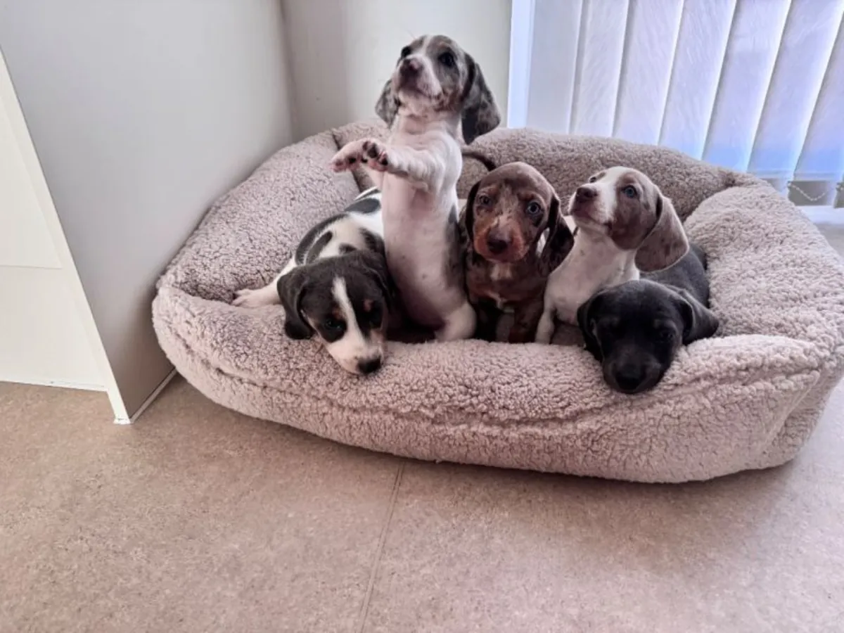Regalo cachorros Dachshund (macho y hembra)