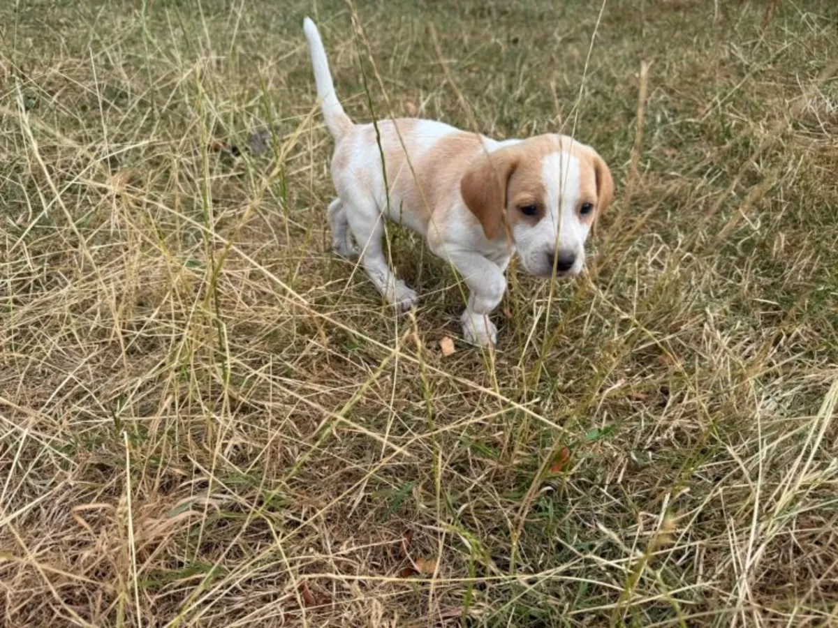 Regalo cachorros Beagle (macho y hembra)