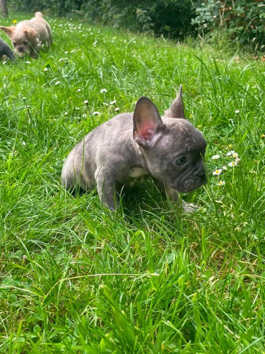 Regalo cachorros de Bulldog Francés (macho y hembra)