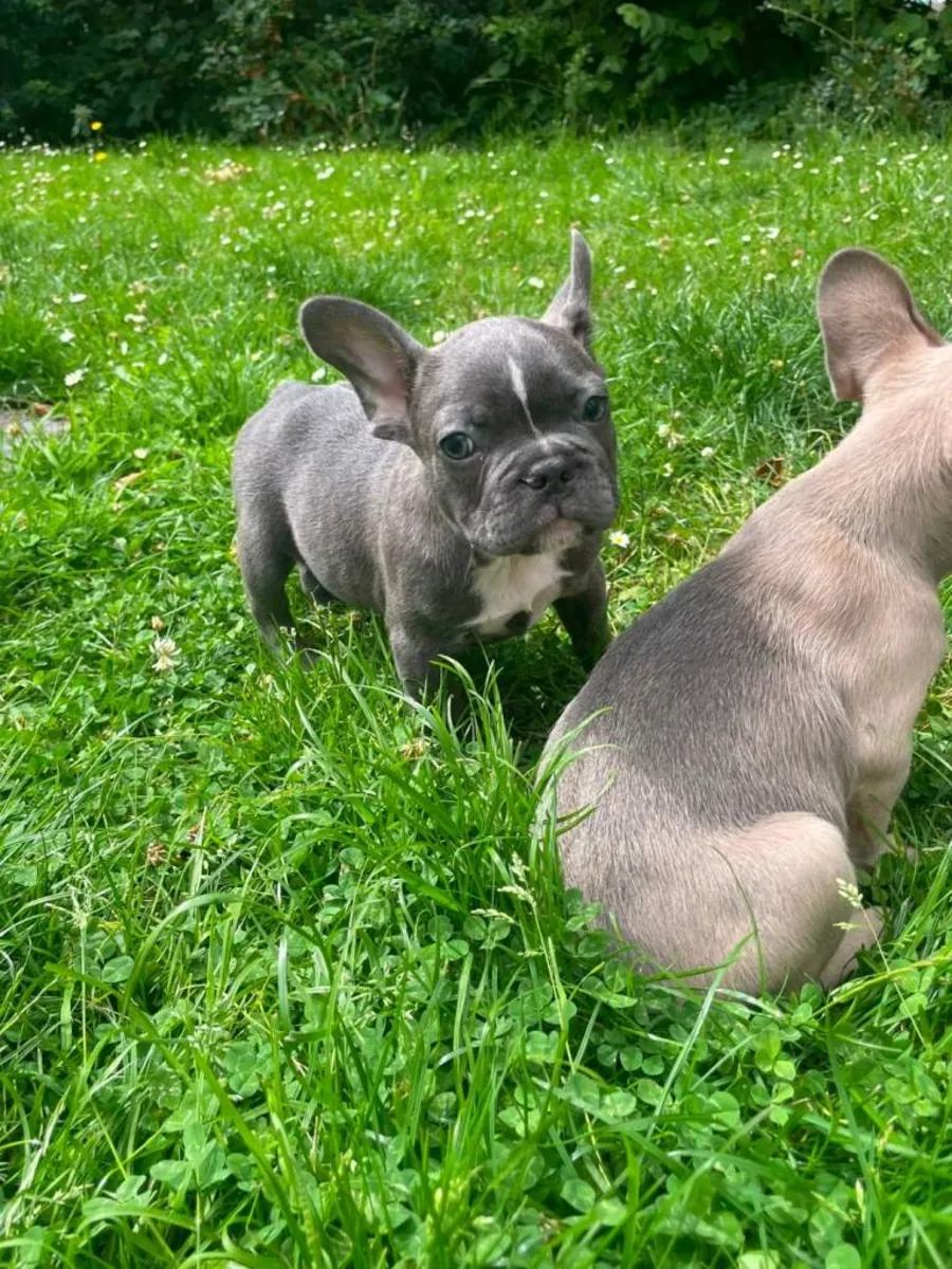 Regalo cachorros de Bulldog Francés (macho y hembra)