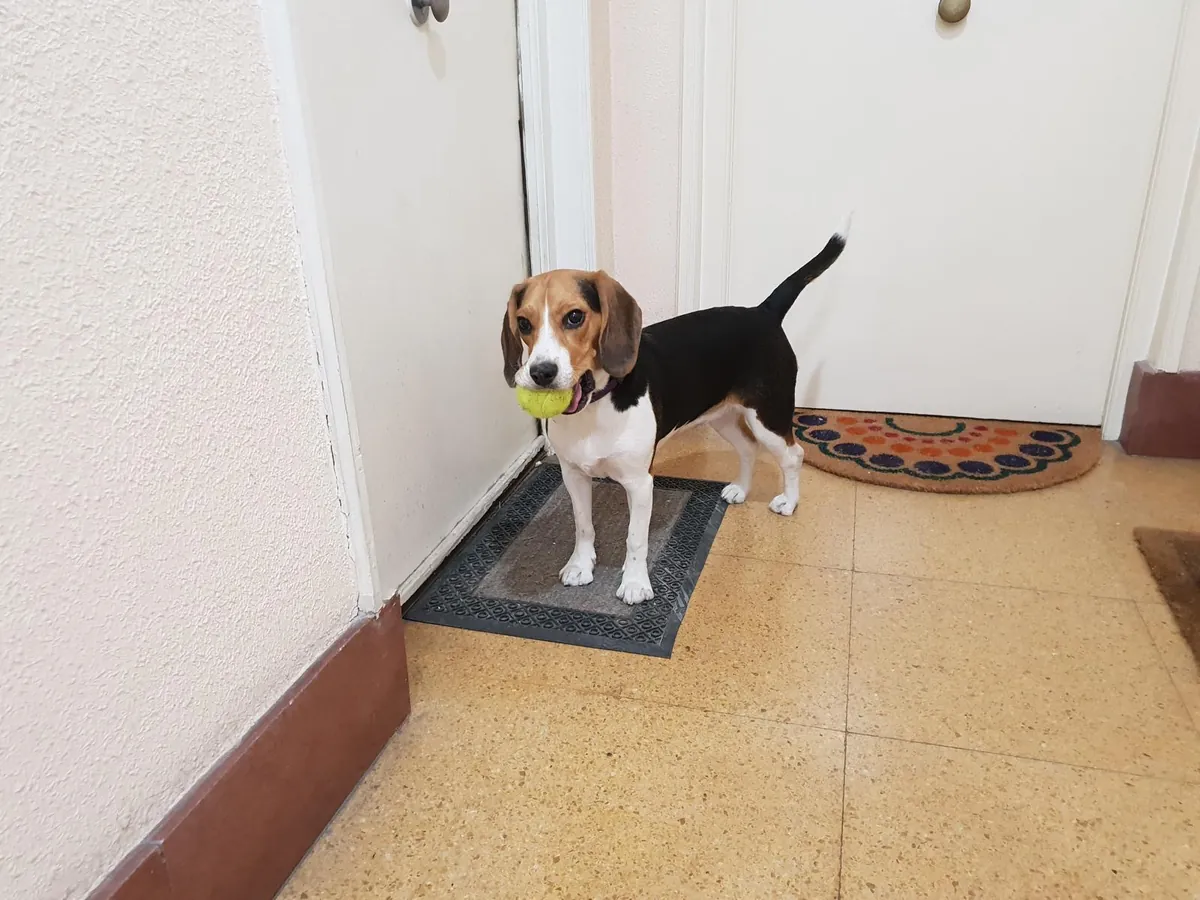 Perro beagle hembra 