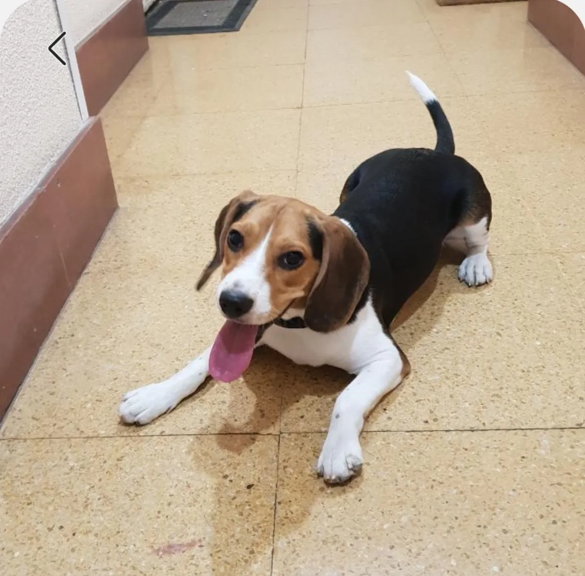 Perro beagle hembra 