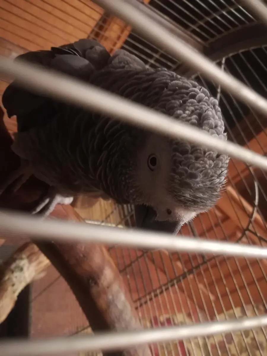 An inquisitive grey parrot accustomed to life in a family