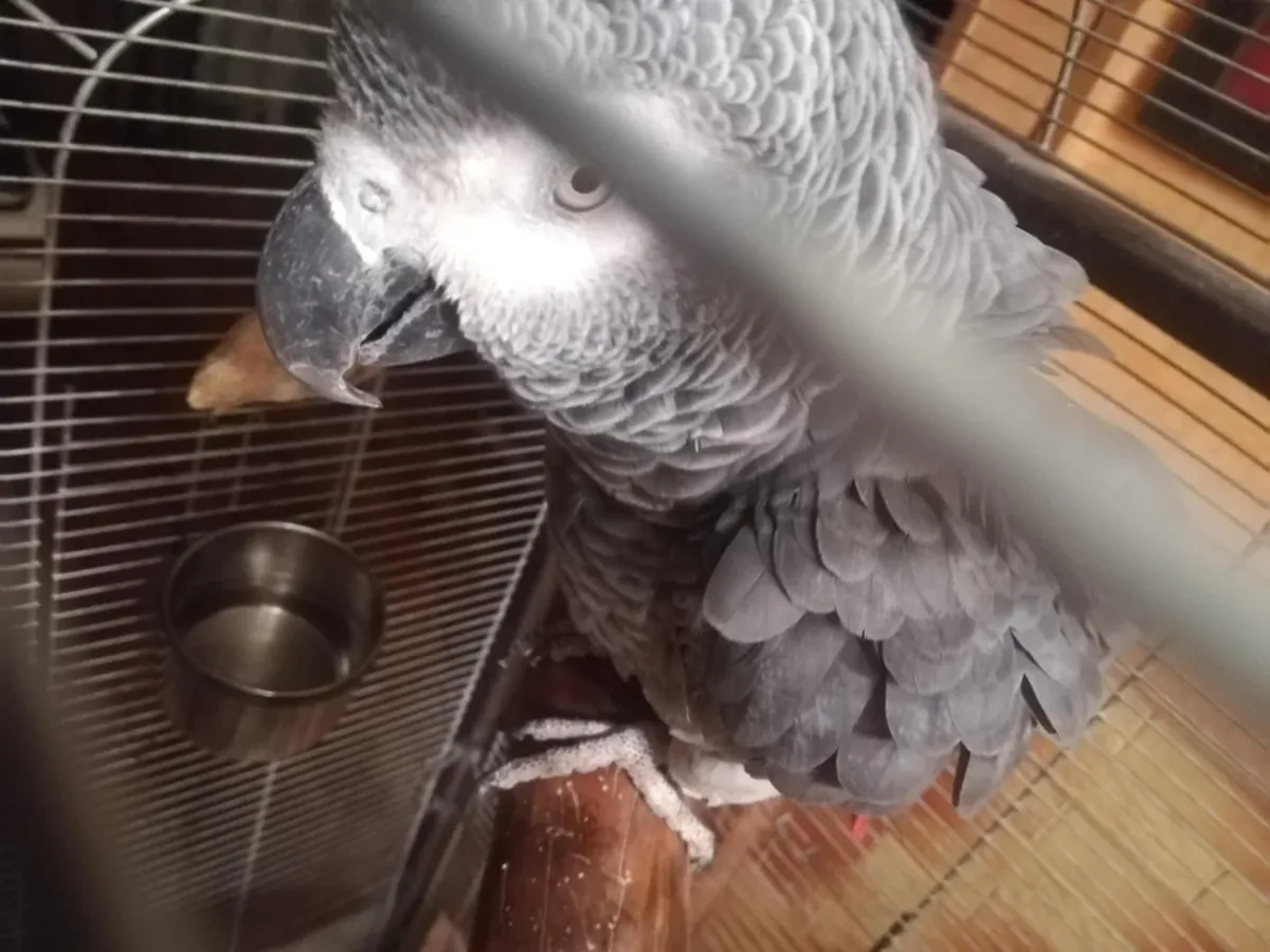 An inquisitive grey parrot accustomed to life in a family