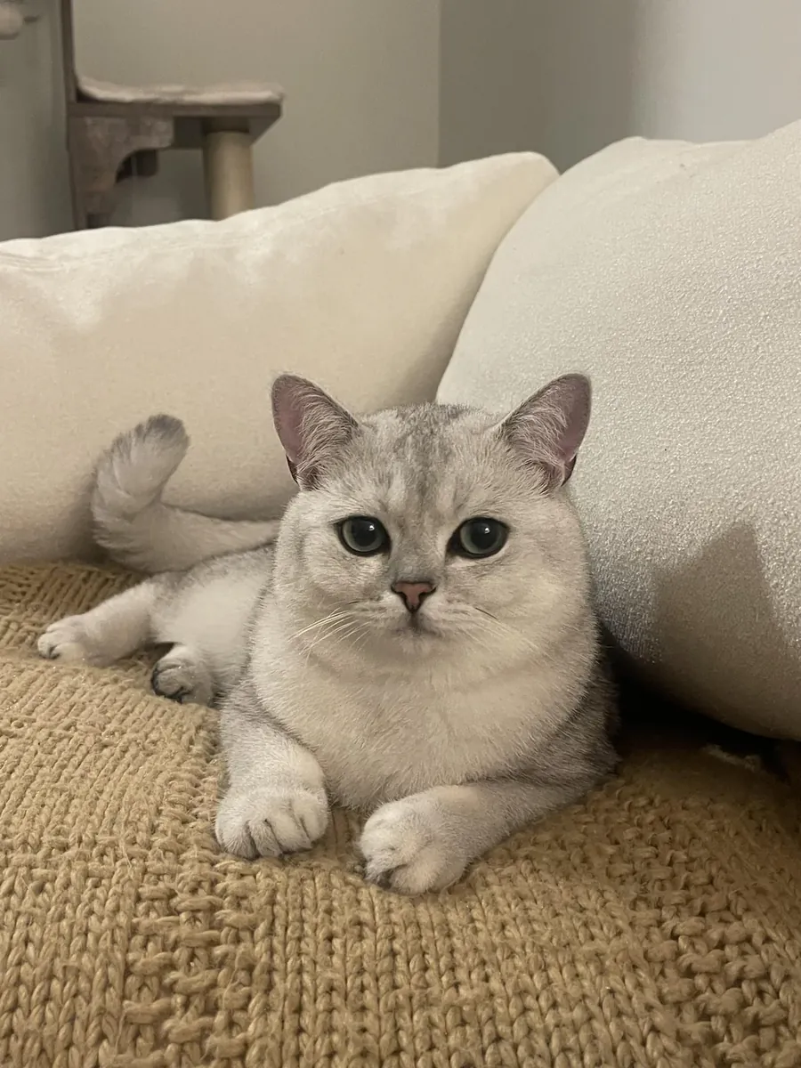 Спокойная британская кошка, привыкшая к тихой квартире