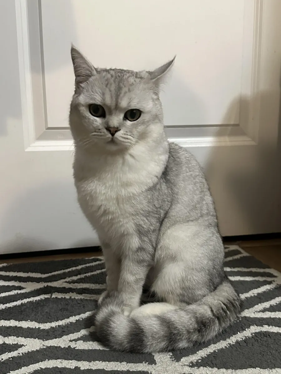 Спокойная британская кошка, привыкшая к тихой квартире